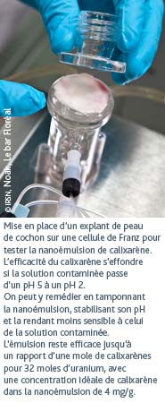 Mise en place dun explant de peau de cochon sur une cellule de Franz pour tester la nanomulsion de calixarne. Lefficacit du calixarne s'effondre si la solution contamine passe d'un pH 5  un pH 2. On peut y remdier en tamponnant la nanomulsion, stabilisant son pH et la rendant moins sensible  celui de la solution contamine. L'mulsion reste efficace jusqu' un rapport dune mole de calixarnes pour 32 moles duranium, avec une concentration idale de calixarne dans la nanomulsion de 4 mg/g.