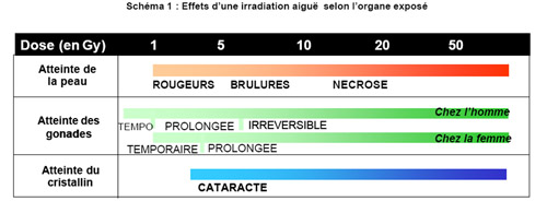 Effets d'une irradiation aigue selon l'organe exposé.