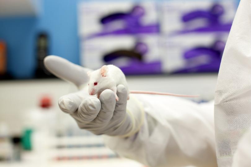 Souris élevée dans l’animalerie de la plateforme PARISII