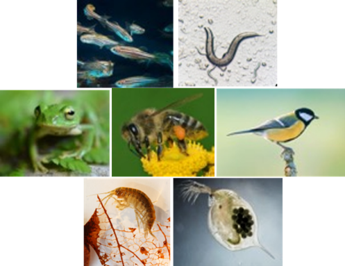 photomontage espèces animales