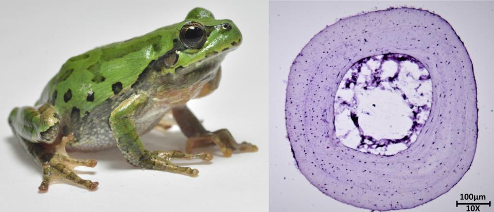 A gauche : Rainette arboricole mâle Dryophytes leopardus - Fukushima Japon. A droite : Coupe d'os de rainette arboricole