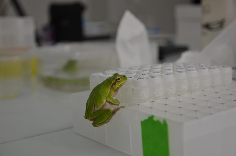 Chernobyl Frogs JM Bonzom