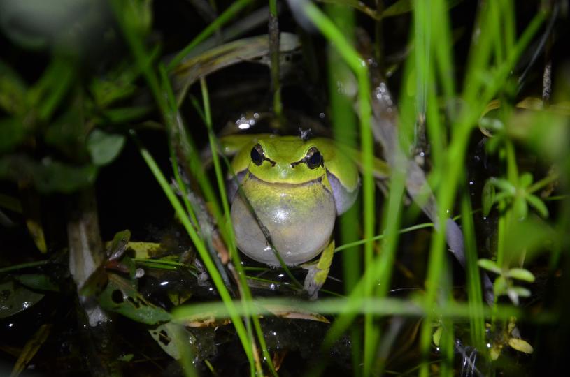 TchernoFrogs Photos JM bonzom