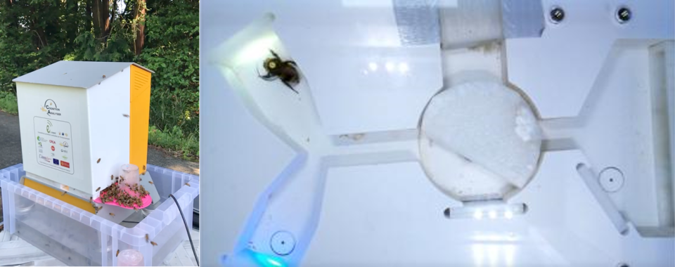 BEECONECT - Labyrinthe