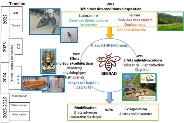 Articulation des différents WP de l’ANR BEERAD