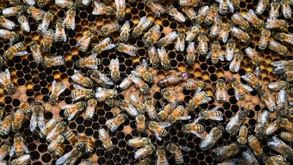 Projet Beerad - Cadre avec reine