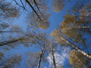 Surveillance environnement arbres