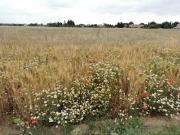 Prélèvement de blé à proximité du site Orano de Malvési