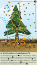 Cycle du césium au sein de systèmes sol-arbre.  Source : Pour la science/IRSN.