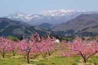 La chaine de montagnes Azuma et des pêchers en fleurs dans la préfecture de Fukushima (Japon)