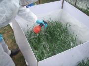 contamination parcelle blé végétatif