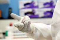 Souris élevée dans l'animalerie de la plateforme Parisii