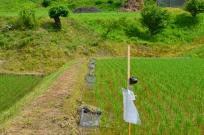 Rizière dans la préfecture de Fukushima