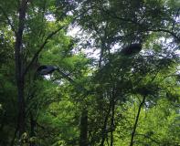 Conséquence environnemental accident tchernobyl