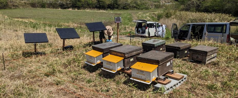 Mise en place des ruches connectées dans la préfecture de Fukushima