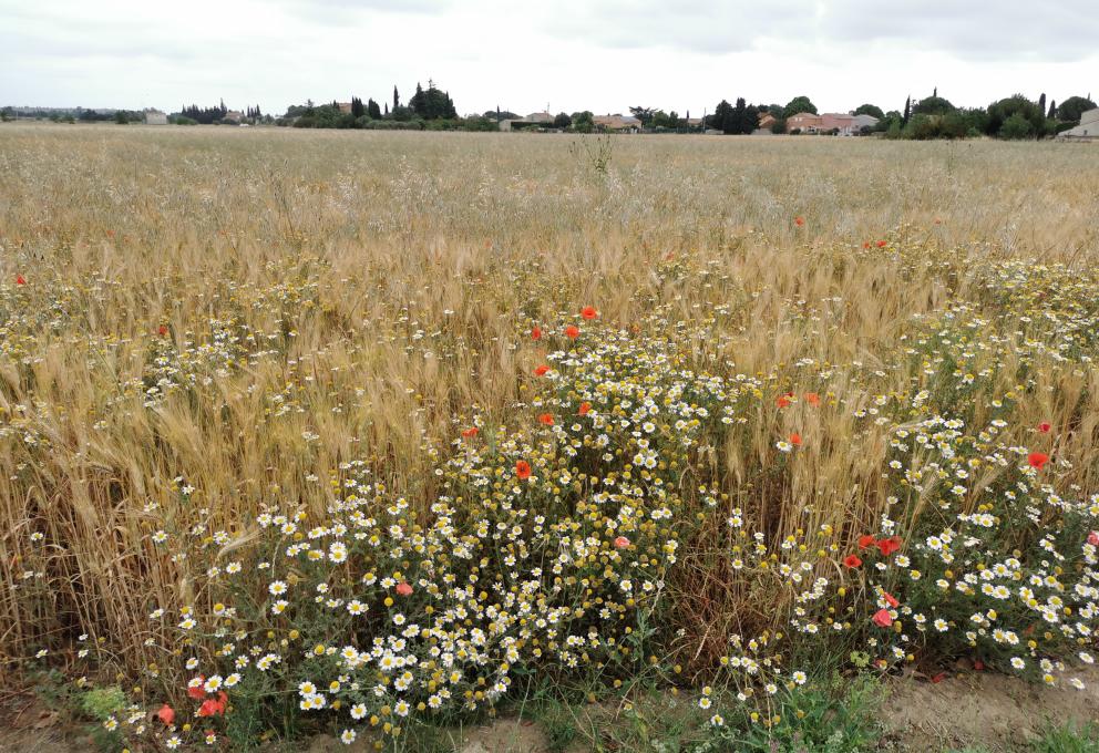 Prélèvement de blé à proximité du site Orano de Malvési