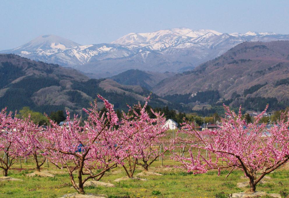 La chaine de montagnes Azuma et des pêchers en fleurs dans la préfecture de Fukushima (Japon)