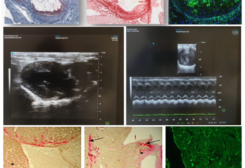 rayonnements ionisants, faibles doses, effets sur la santé, cardiovasculaire, cérébral, transgénérationnel, cancer, intégration des données, AOP  Les principales activités de recherche du LRTOX s'inscrivent dans les priorités scientifiques de l'IRSN et visent à comprendre les réponses biologiques aux faibles doses de rayonnements et les mécanismes conduisant à des pathologies non cancéreuses et cancéreuses.