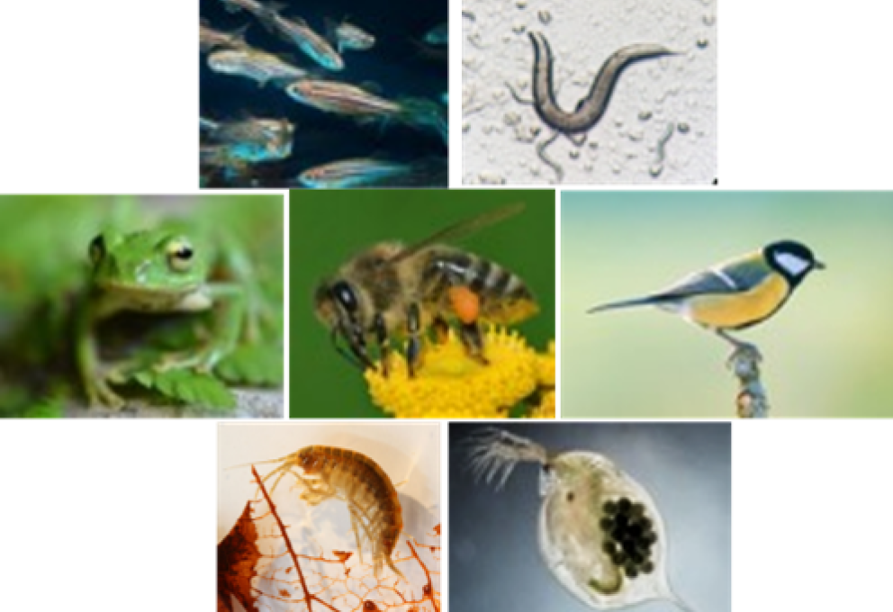 photomontage espèces animales