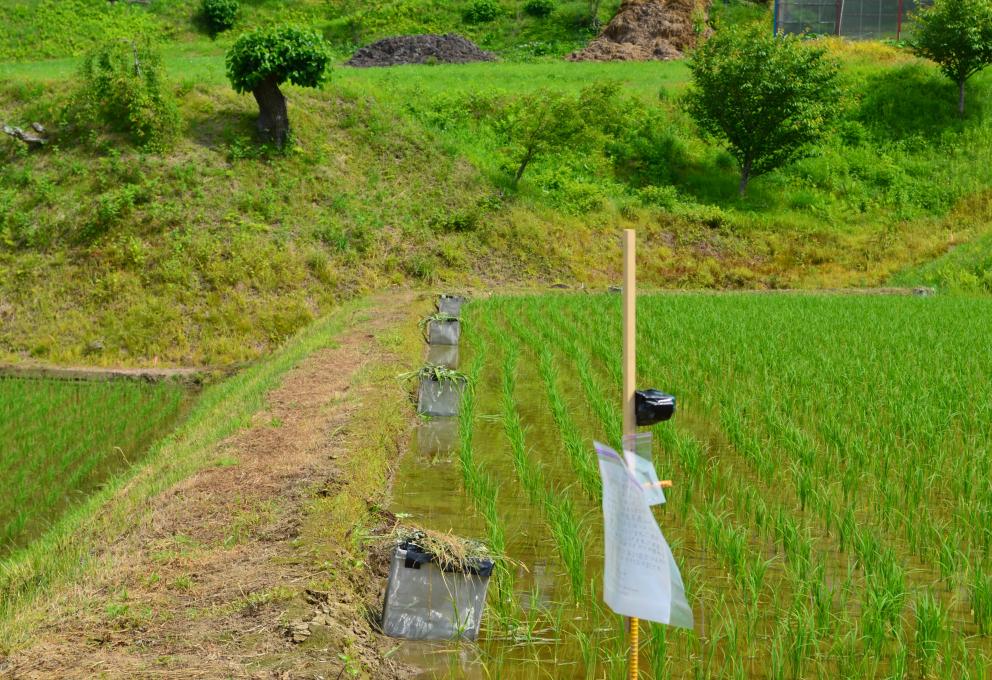 Rizière dans la préfecture de Fukushima