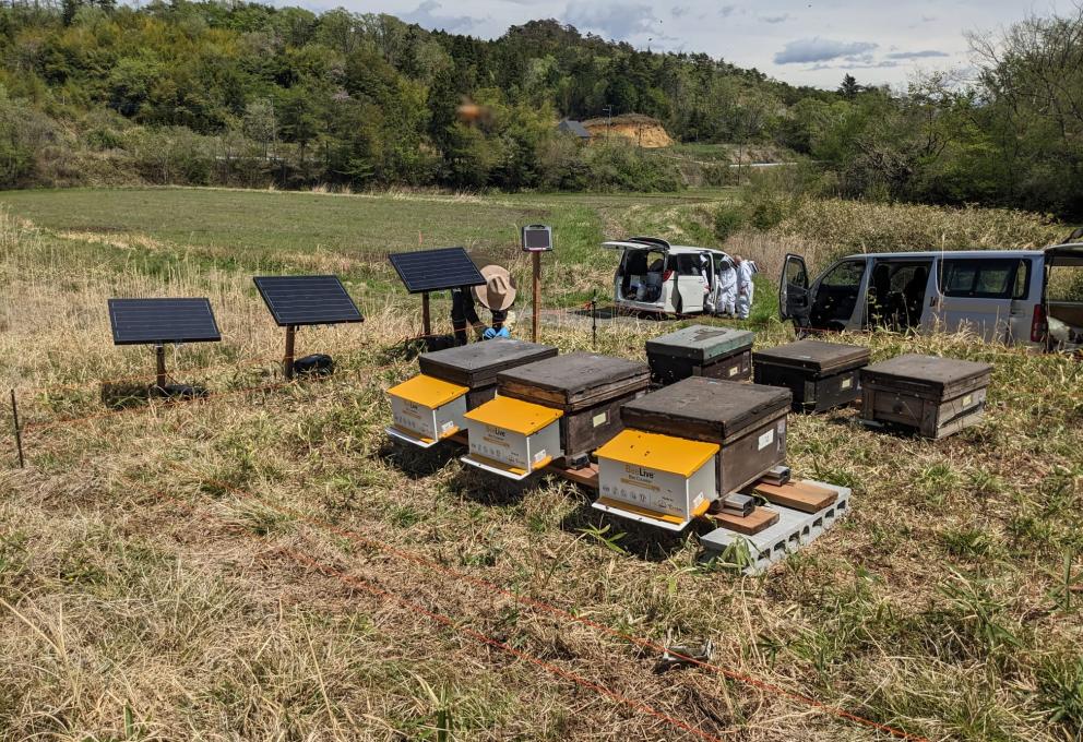 Mise en place des ruches connectées dans la préfecture de Fukushima