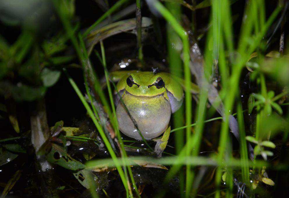 TchernoFrogs Photos JM bonzom