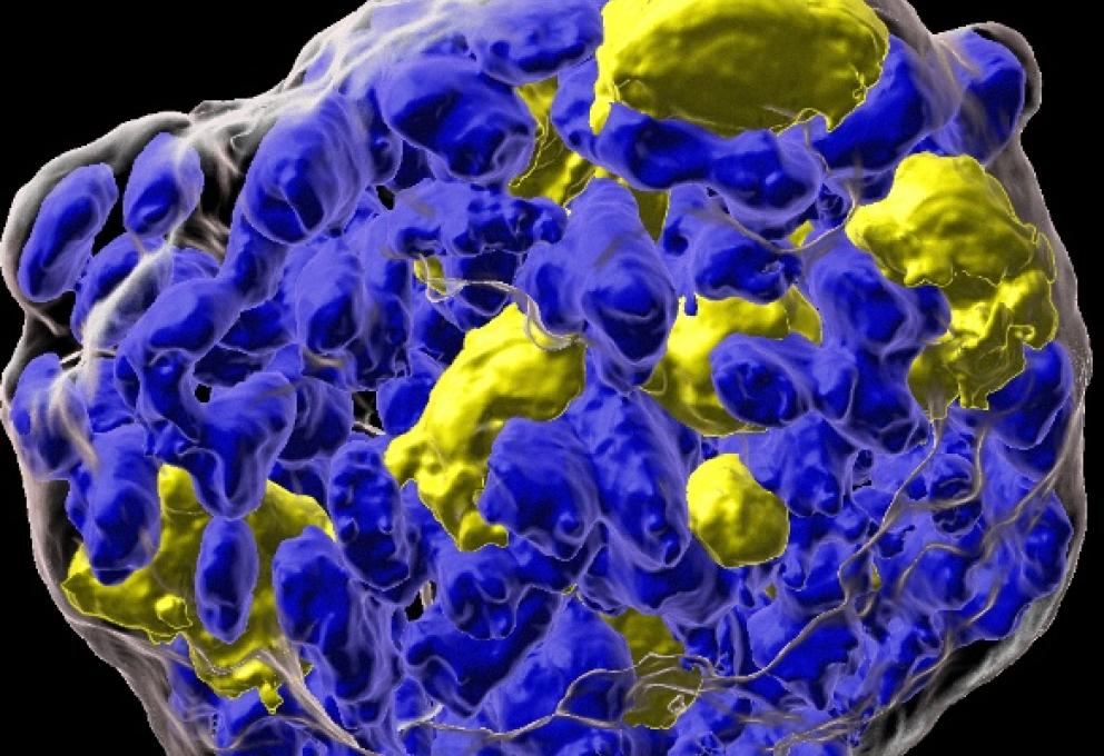 Organoïdes thyroïde humaine 