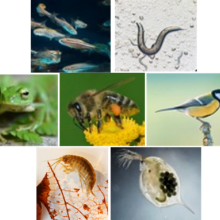 photomontage espèces animales