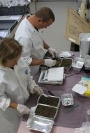 préparation des échantillons à partir des prélèvements effectués sur le littoral et en mer. Lieux : © Médiathèque IRSN