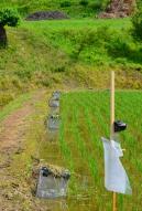 Rizière dans la préfecture de Fukushima