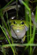 TchernoFrogs Photos JM bonzom