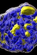 Organoïdes thyroïde humaine 